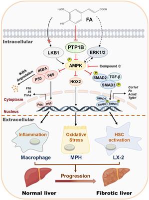 Ferulic Acid Ameliorates Hepatic Inflammation and Fibrotic Liver Injury by Inhibiting PTP1B Activity and Subsequent Promoting AMPK Phosphorylation